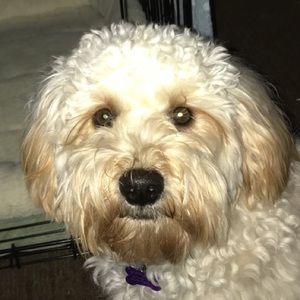 Meet your Posher, Connor